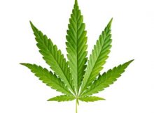 Bet on legal pot